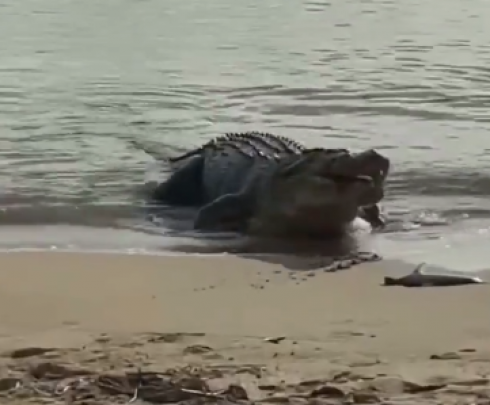 Australia, raro filmato di un coccodrillo che mangia due piccoli di squalo in riva