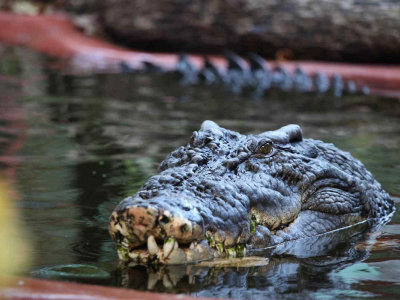 Incontri fatali con animali selvatici in Costarica: calciatore 29enne ucciso da un coccodrillo