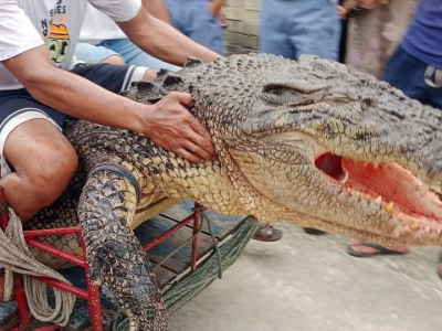 Tragedia in Indonesia, donna attaccata e uccisa da un coccodrillo marino dopo averla trascina in mare – Il video 