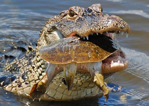 Una lotta di 30 minuti per la sopravvivenza con il coccodrillo termina con una fuga spettacolare - Il video