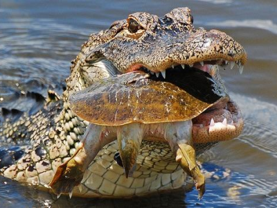 Una lotta di 30 minuti per la sopravvivenza con il coccodrillo termina con una fuga spettacolare - Il video