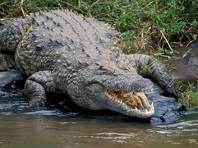 Coccodrillo divora bambina di 9 anni davanti al fratello: orrore in Indonesia