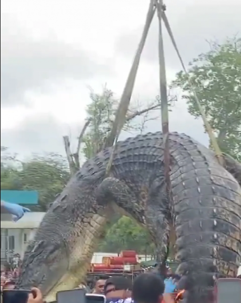 Tragedia in Malesia, coccodrillo gigante divora una bambina di 6 anni