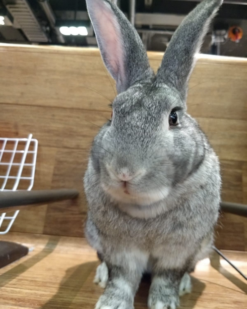 Rabbit-gate: alterco tra passeggero e un agente di assistenza KLM all'interno dei terminal a San Paolo per il coniglio Alfredo – IL VIDEO