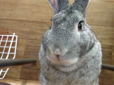 Rabbit-gate: alterco tra passeggero e un agente di assistenza KLM all'interno dei terminal a San Paolo per il coniglio Alfredo – IL VIDEO