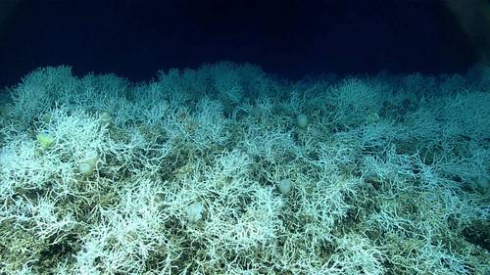 Al largo della costa est degli USA scoperta una barriera corallina più grande del Vermont