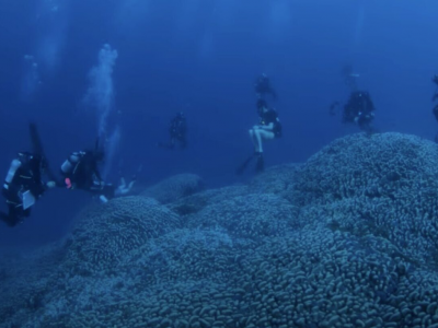 Scoperto il corallo più grande al mondo alle isole Salomone, così grande che può essere visto dallo spazio