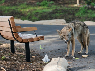 Stati Uniti D'America. Bambino e uomo morsi da coyote nel centro di Chicago. 