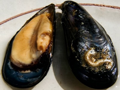 cozze