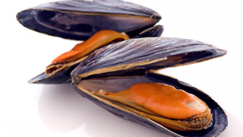 Cozze allevate in mare contaminate da tossine Dinophysis: scattata allerta Rasff in Italia e nella UE