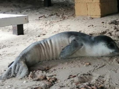 Cucciolo di foca monaca “salentina”. Arriva il comunicato dell’ISPRA: “Iniziate le analisi dei patologi veterinari sul cucciolo di foca monaca”