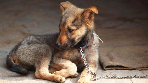 La Cassazione: fino a un anno e mezzo di reclusione e oltre 15 mila euro di multa a chi lascia morire il cane in catena