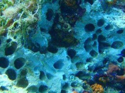 Bracconaggio dei datteri di mare e distruzione dell’ambiente costiero