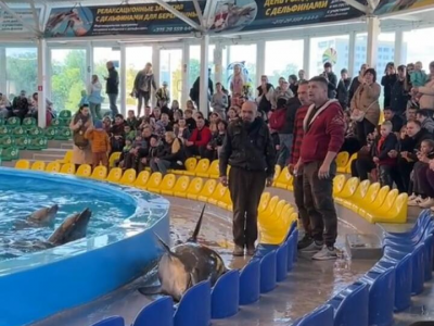 Un delfino è saltato fuori dall'acqua nel delfinario di Minsk cadendo vicino alle file di sedie diventando una star dei social