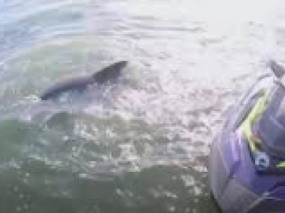 Nel video amatoriale un delfino impigliato in una corda di una nassa, diportisti lo liberano