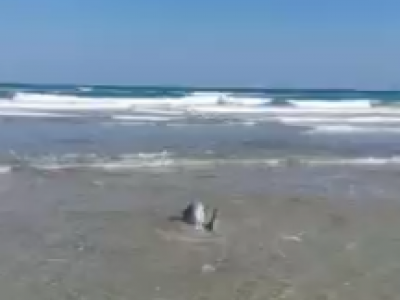 Delfino soccorso a riva a Casalabate, marina di Lecce: sta bene e ha ripreso il largo - VIDEO