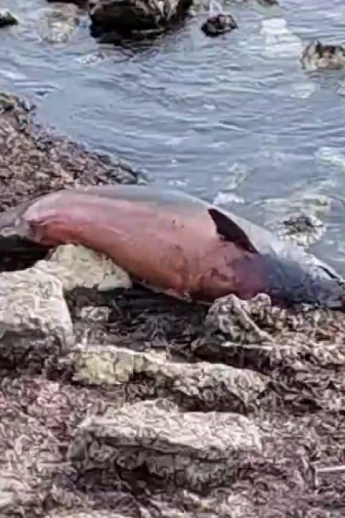 Delfino spiaggiato sul litorale di Torre Specchia a Lecce