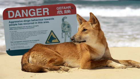 Australia, Dingo morde un uomo a una gamba in un luogo di vacanza nel Queensland