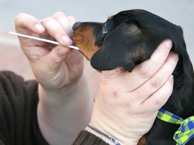 Negli Stati Uniti è di moda fare i test del DNA sui cani