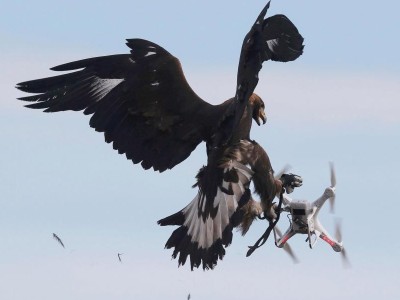 drone e uccello