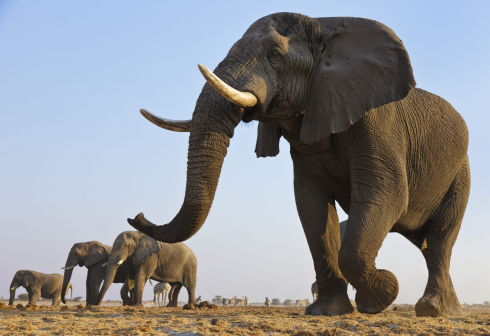 Selfie mania: turista scende dall'auto per fare una foto con l’elefante e viene ucciso dal pachiderma