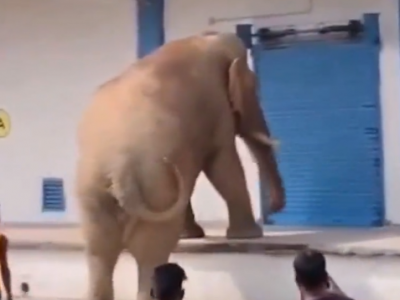 L’elefante ha una gran fame e saccheggia un deposito di granaglie terrorizzando l'intero villaggio. Il video