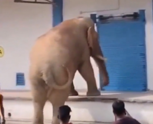 L’elefante ha una gran fame e saccheggia un deposito di granaglie terrorizzando l'intero villaggio. Il video