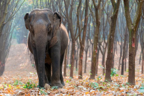 Un elefante uccide una donna e torna a calpestare il suo corpo durante il suo funerale