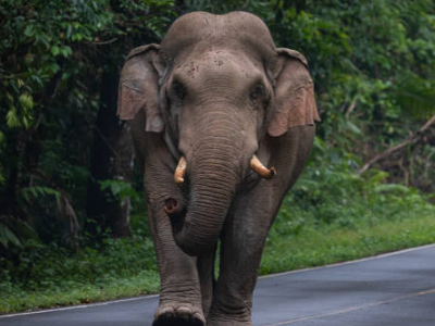 Un elefante selvatico uccide un turista tedesco in una riserva forestale nell'India meridionale