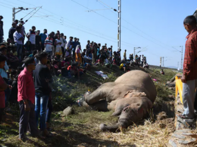 India, treno travolge e uccide due elefanti: polemiche