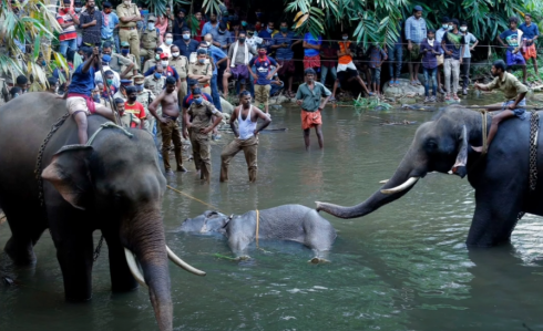 Elefante muore dopo aver mangiato ananas riempita di petardi. 