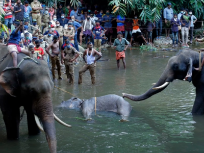 Elefante muore dopo aver mangiato ananas riempita di petardi. 