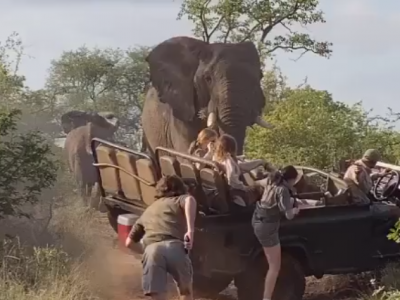 Paura al safari, un branco di elefanti attaccano i veicoli pieni di turisti: il video 