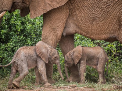 'Miracolo' alla Riserva Nazionale di Samburu in Kenya: nati 2 gemelli di elefante – VIDEO