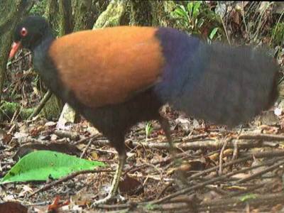 Un uccello che si credeva estinto è stato avvistato su un'isola della Papua Nuova Guinea dopo oltre due secoli