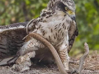 Da predatore a preda è un passo: falco cattura serpente che si avvinghia e lo stringe fin quasi a soffocarlo. 