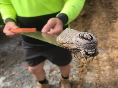 Da non credere. Scopre una gigantesca falena nel cantiere di una scuola primaria.Ecco le foto  