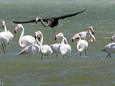 Salento: i fenicotteri tornano nella Salina - VIDEO