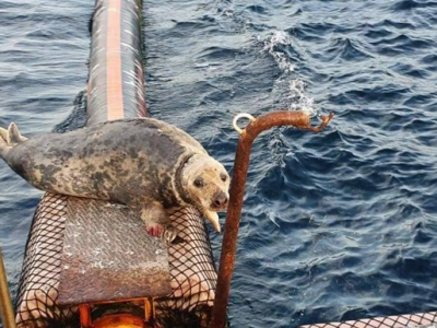 Una foca grigia del Nord Atlantico appare nelle acque di Altea in Spagna: clamoroso avvistamento - IL VIDEO