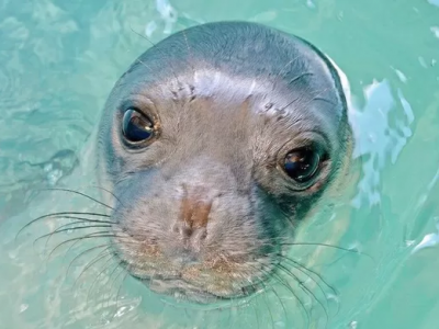 La foca Kostis, mascotte di una piccola isola greca, è stata uccisa con un arpione