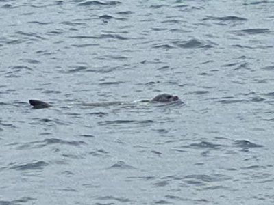 Nelle acque del Salento eccezionale conferma: la foca monaca. 