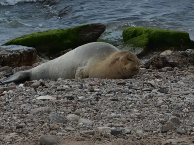 Foca monaca mediterranea avvistata per la prima volta sulle coste israeliane