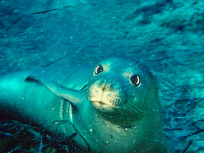 Foca monaca mediterranea avvistata nell’Area Marina Protetta del Plemmirio in Sicilia – Il video 