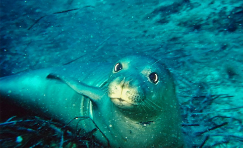 Foca monaca mediterranea avvistata nell’Area Marina Protetta del Plemmirio in Sicilia – Il video 