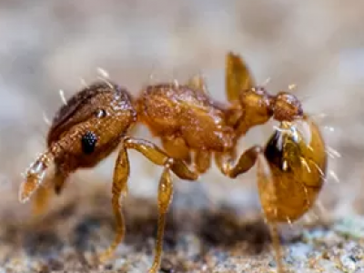 Specie aliene invasive: formica esotica estremamente pericolosa osservata per la prima volta in Francia