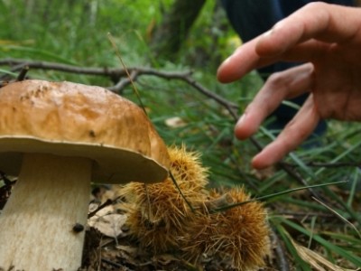 È partita la stagione dei funghi ed i social lanciano la gara. 