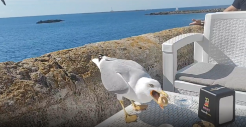 Gallipoli, i gabbiani affamati, si fermano sui tavoli e mangiano i tarallini leccesi – VIDEO