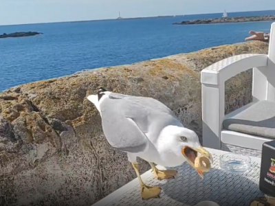 Gallipoli, i gabbiani affamati, si fermano sui tavoli e mangiano i tarallini leccesi – VIDEO