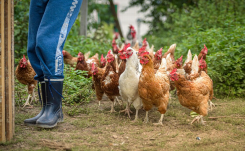 Evade dai domiciliari e viene arrestato perché le galline hanno bisogno di lui, assolto