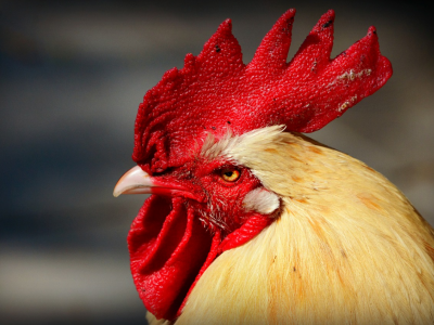 Il gallo canta all'alba, multa da 166 euro al padrone. 